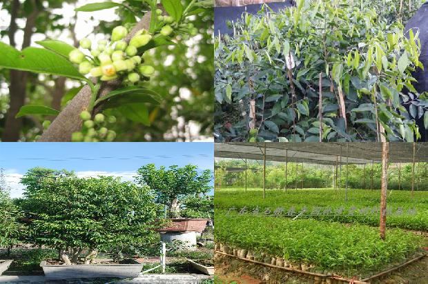 沉香茶是沉香树的叶子吗26条介绍，你知道么？1663777461383