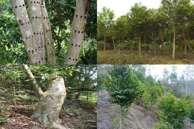 沉香树怎样造香的17条小知识