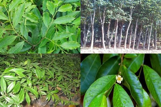 沉香树怎样造香的17条小知识1663777468130