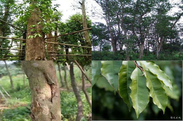 沉香树怎样造香的17条小知识1663777468136