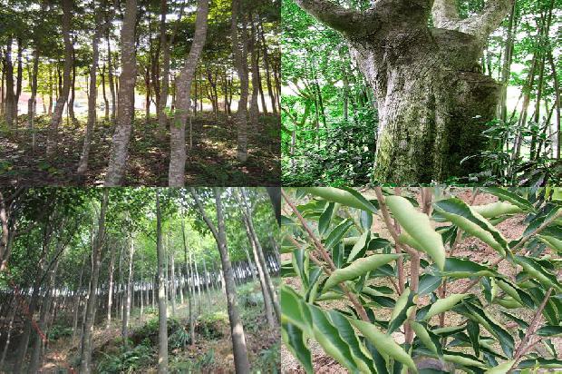 沉香树的价格32条介绍，来看看有哪些