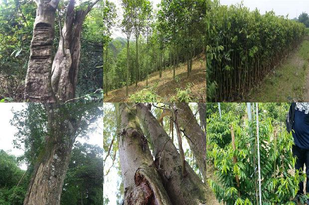 沉香树的价格32条介绍，来看看有哪些1663777477960