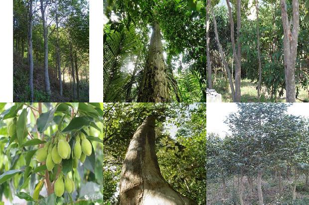 沉香树的价格32条介绍，来看看有哪些1663777477966