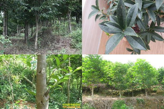 沉香树的价格32条介绍，来看看有哪些1663777477972