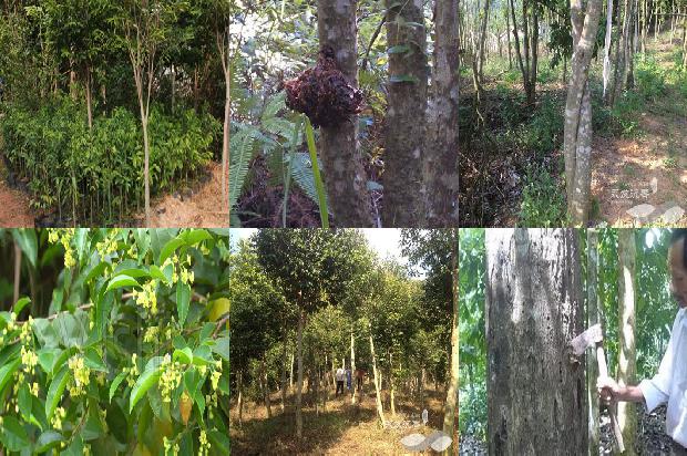 沉香树的价格32条介绍，来看看有哪些1663777477978