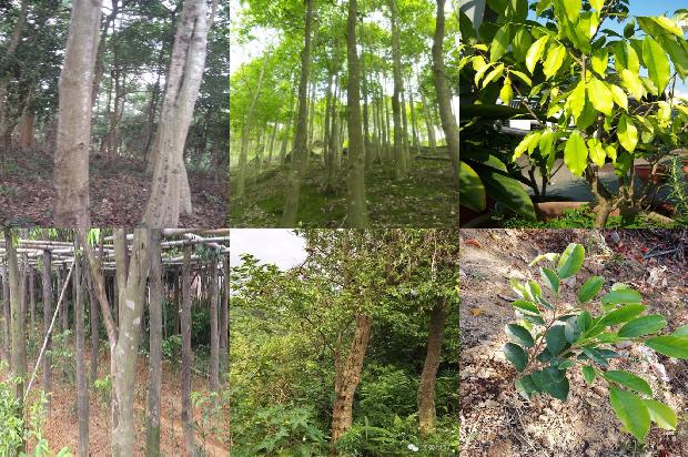 沉香树开花吗-必看22条小知识