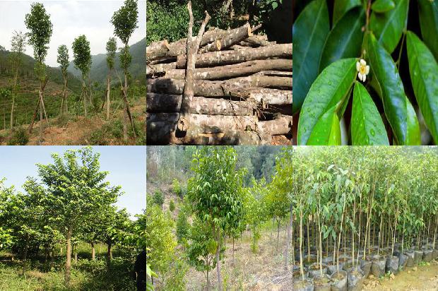 沉香树开花吗-必看22条小知识1663777489185