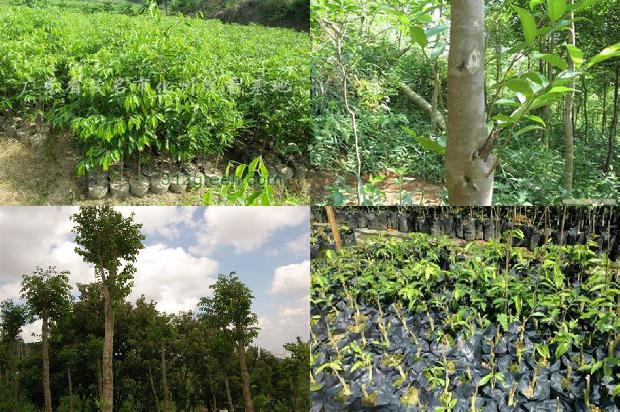 沉香树开花吗-必看22条小知识1663777489191