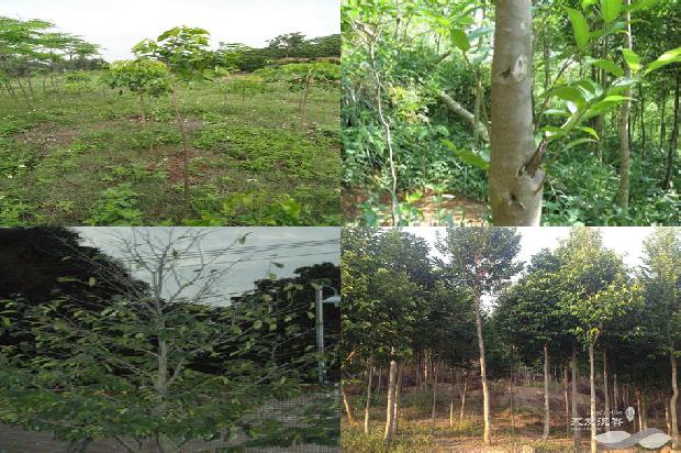 沉香树开花吗-必看22条小知识1663777489197