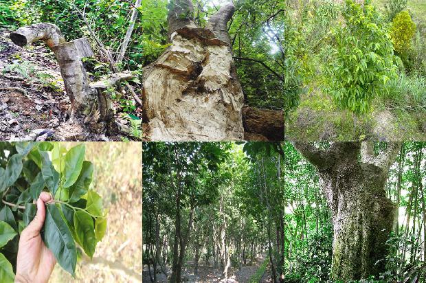 沉香树开花吗-必看22条小知识1663777489203