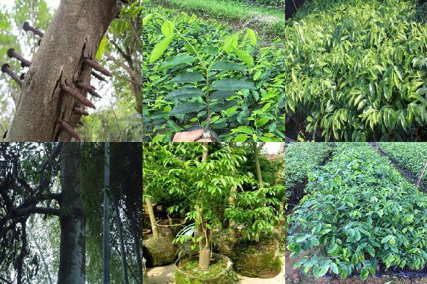 沉香树开花吗-必看22条小知识1663777489209