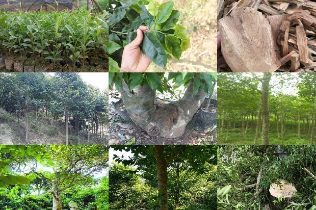 沉香树开花吗-必看22条小知识1663777489215