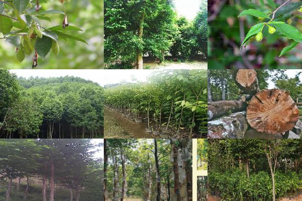 奇楠沉香树生长速度的22条小知识1663777494848