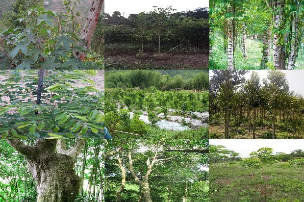 奇楠沉香树生长速度的22条小知识1663777494854