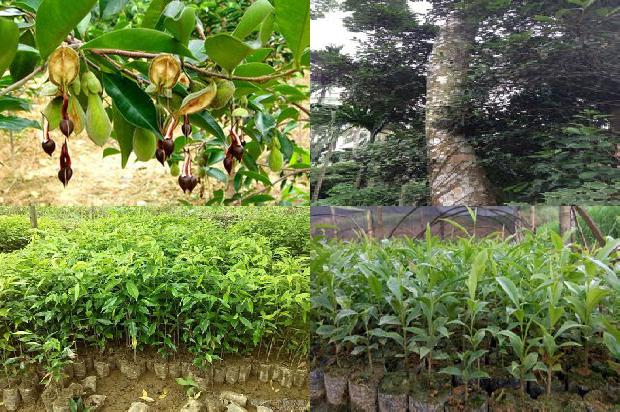 越南沉香树苗35条介绍，来看看有哪些