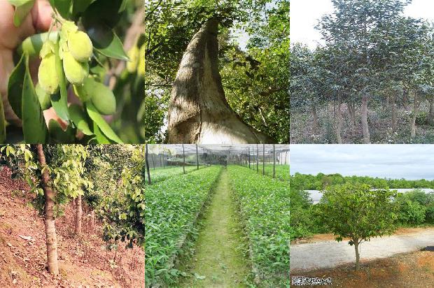 越南沉香树苗35条介绍，来看看有哪些1663777505811