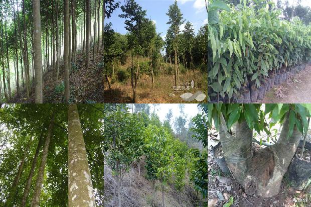 越南沉香树苗35条介绍，来看看有哪些1663777505835