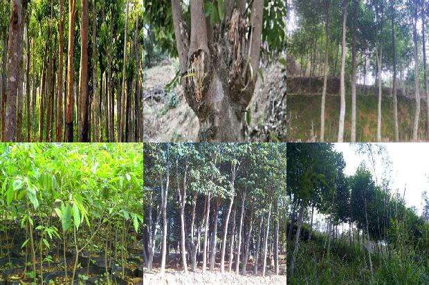 越南沉香树苗35条介绍，来看看有哪些1663777505841