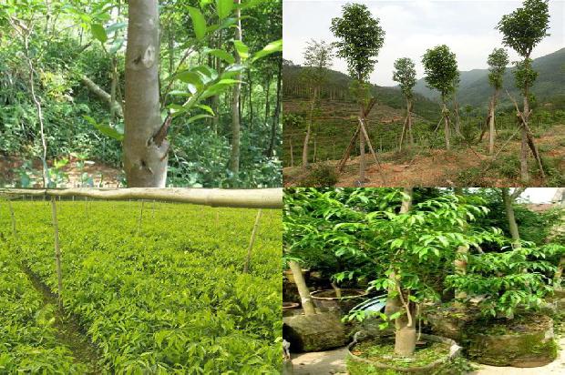 什么是沉香树的22条小知识