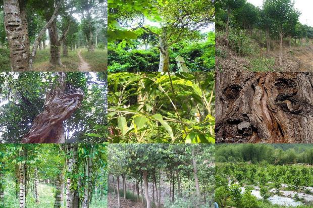 什么是沉香树的22条小知识1663777514260