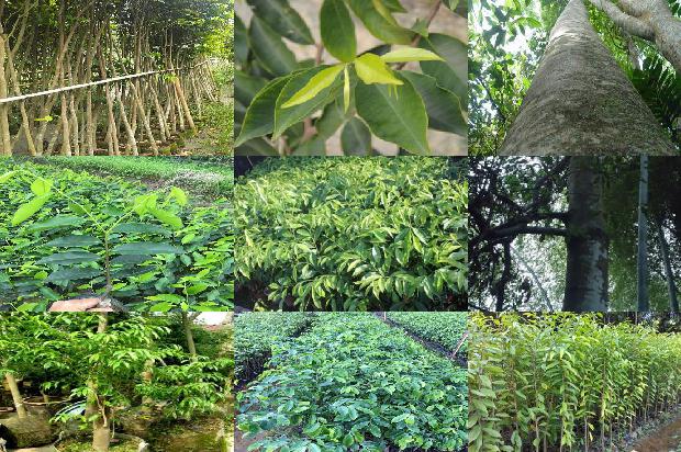 什么是沉香树的22条小知识1663777514266