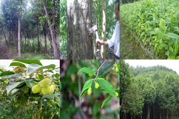 沉香树苗钱棵-必看17条小知识