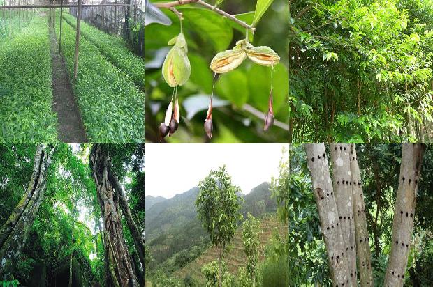 沉香树苗钱棵-必看17条小知识1663777521141