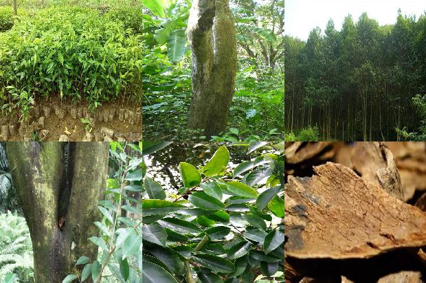 沉香树苗钱棵-必看17条小知识1663777521153