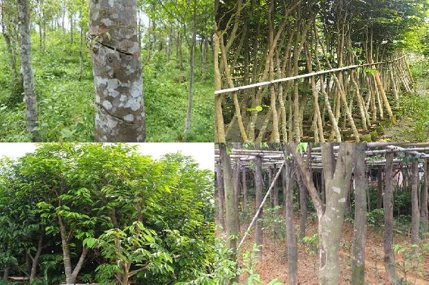 如何让沉香树结香33条介绍，来看看有哪些1663863882517