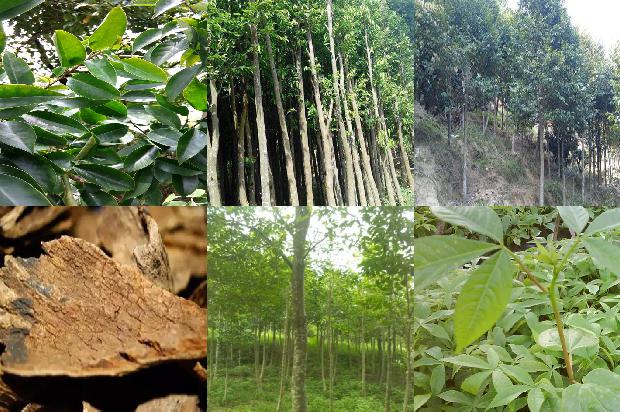 如何让沉香树结香33条介绍，来看看有哪些1663863882523