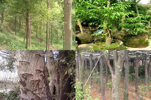 如何让沉香树结香33条介绍，来看看有哪些1663863882529