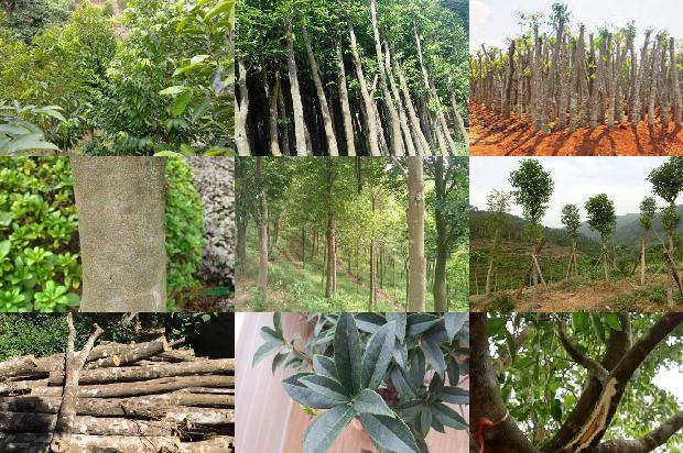 如何让沉香树结香33条介绍，来看看有哪些1663863882535