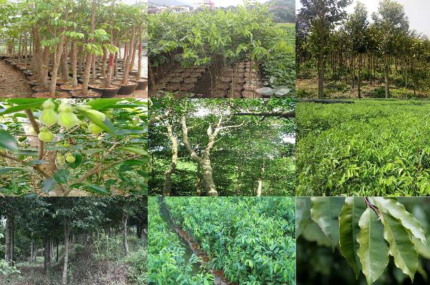 沉香树什么样子-必看29条小知识1663863892979