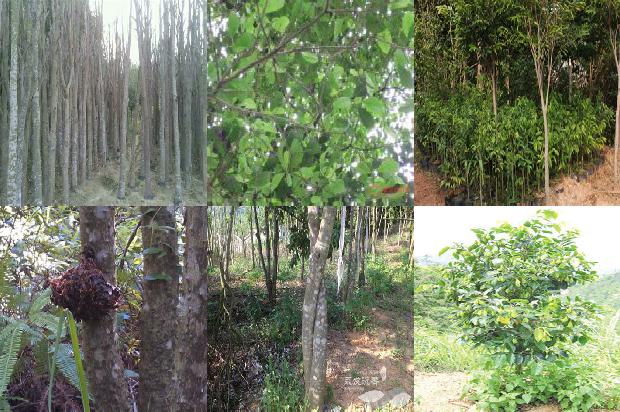 沉香树什么样子-必看29条小知识1663863892985