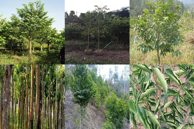 沉香树什么样子-必看29条小知识1663863892992