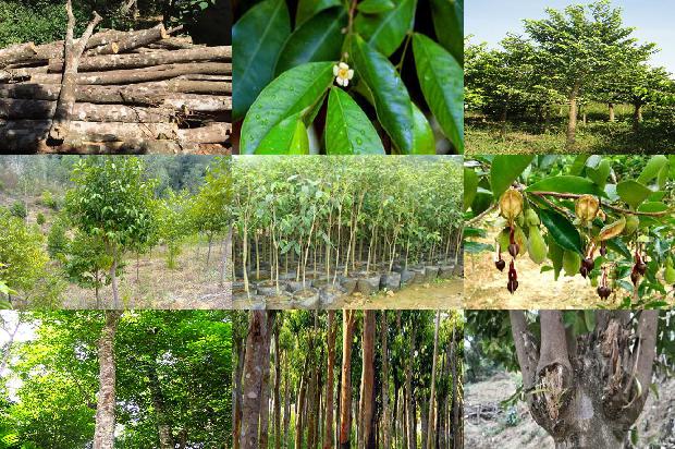 沉香树什么样子-必看29条小知识1663863893004