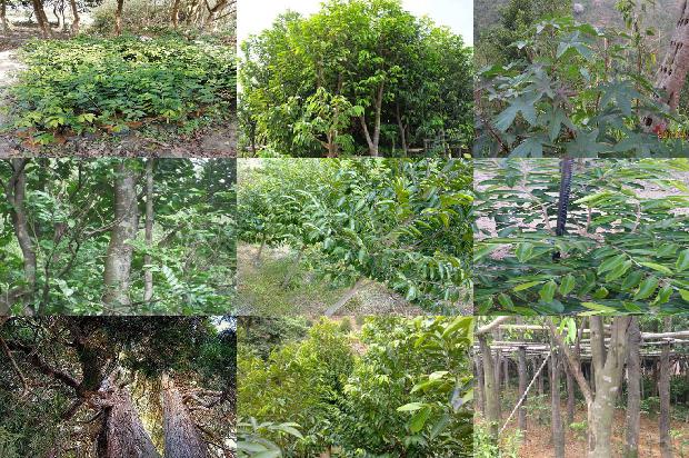 中国最大沉香树21条介绍，一定要看！