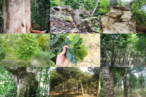 中国最大沉香树21条介绍，一定要看！1663863898675