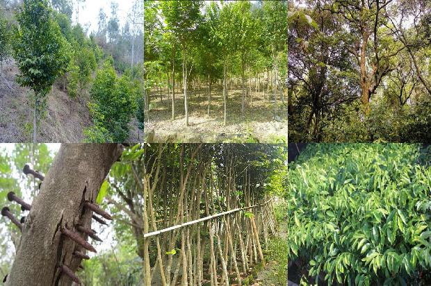 中国最大沉香树21条介绍，一定要看！1663863898681