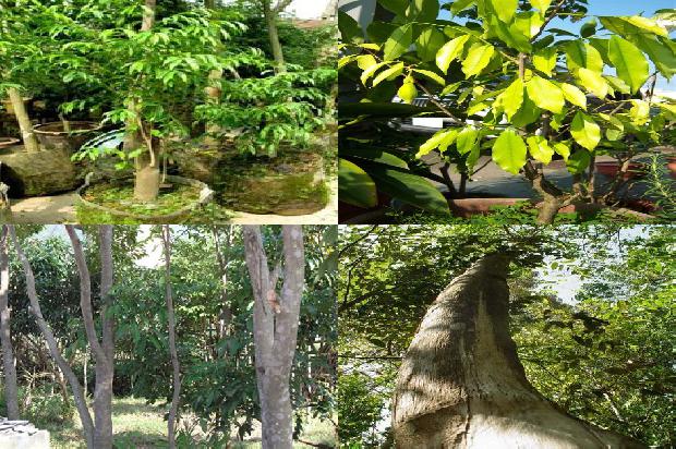 请问一下沉香树几年可以成沉香31条介绍，一定要看！