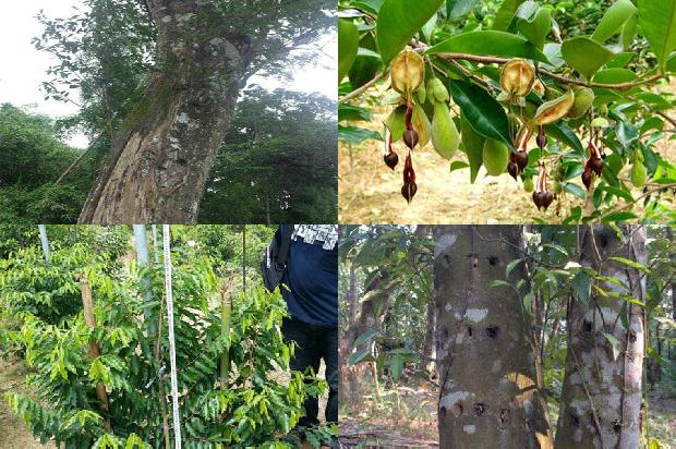 请问一下沉香树几年可以成沉香31条介绍，一定要看！1663863910080