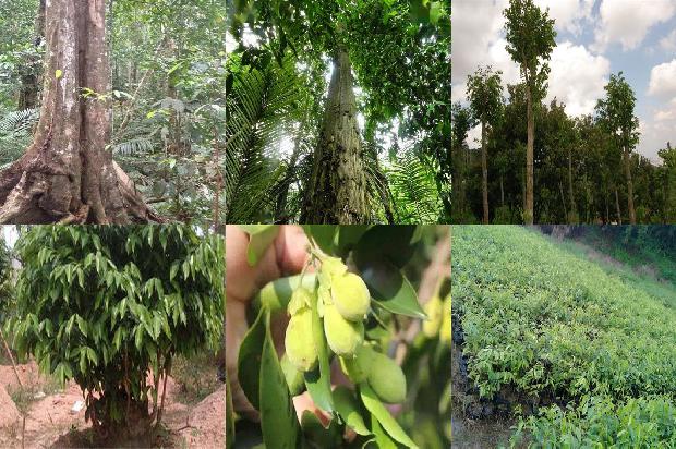 请问一下沉香树几年可以成沉香31条介绍，一定要看！1663863910086