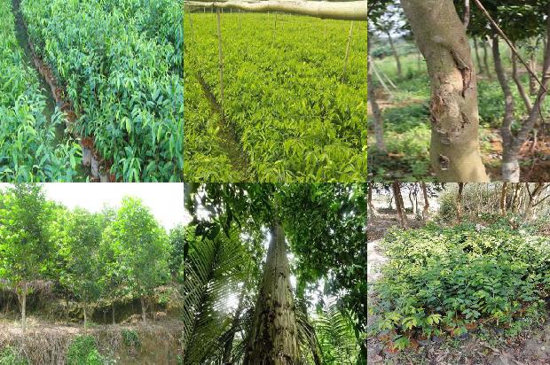 请问一下沉香树几年可以成沉香31条介绍，一定要看！1663863910092