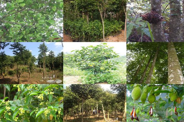 请问一下沉香树几年可以成沉香31条介绍，一定要看！1663863910098