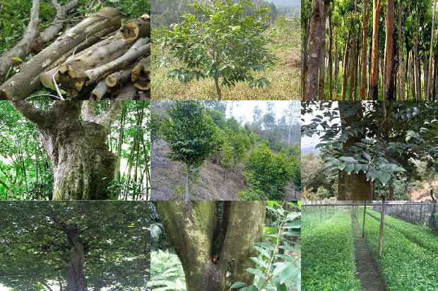 请问一下沉香树几年可以成沉香31条介绍，一定要看！1663863910104