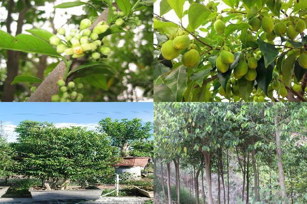 请问一下沉香树几年可以成沉香31条介绍，一定要看！1663863910110