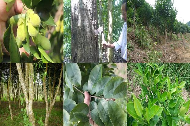沉香树山东可以种植吗24条介绍