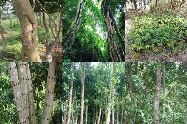 沉香树山东可以种植吗24条介绍1663863915433