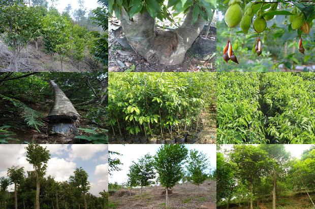 沉香树山东可以种植吗24条介绍1663863915439