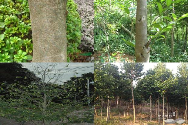 沉香树结香价格-必看33条小知识1663863920829